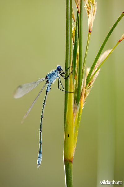 Grote pantserjuffer