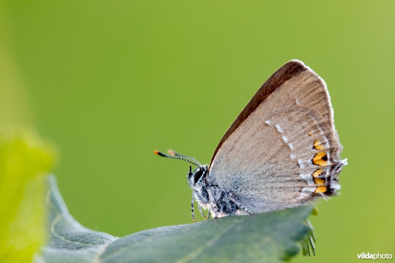 Kleine sleedoornpage