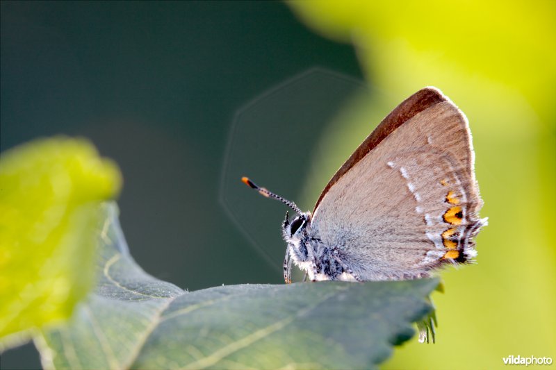 Kleine sleedoornpage