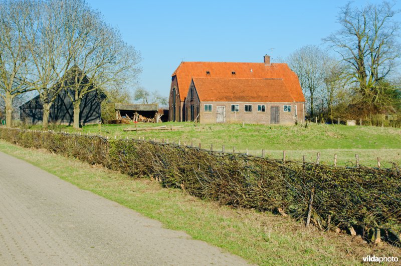 Vlechtheg - een gevlochten haag van meidoorn en sleedoorn