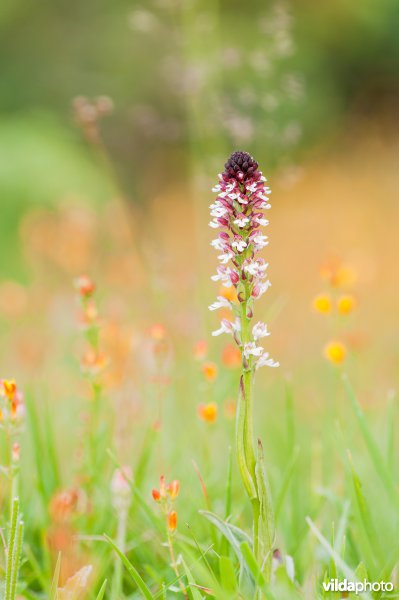 Aangebrande orchis