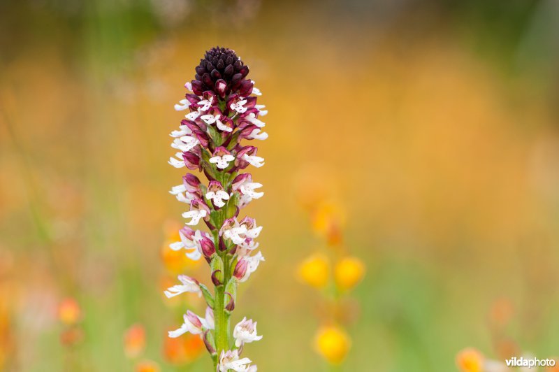 Aangebrande orchis