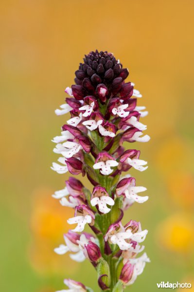 Aangebrande orchis