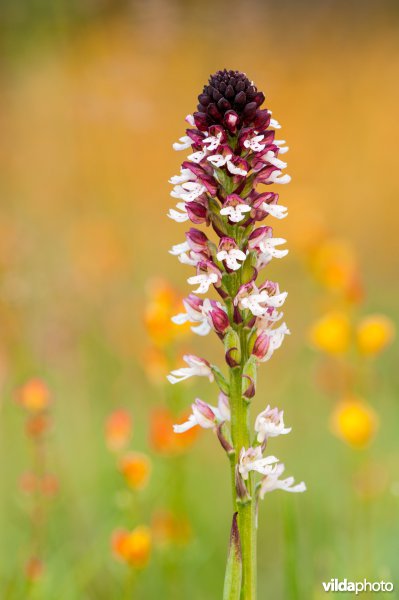 Aangebrande orchis