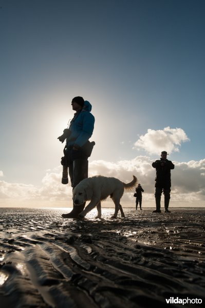 Vogels kijken op het Wad