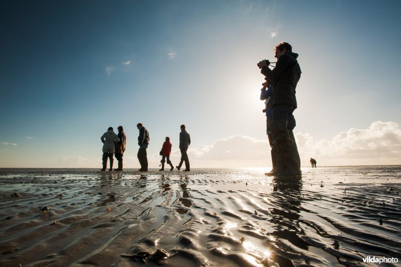 Vogels kijken op het Wad