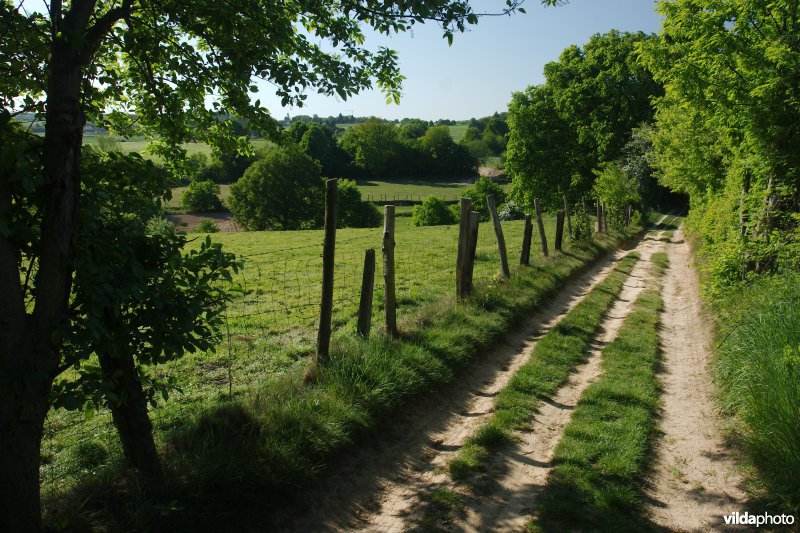 Wegje tussen graslanden