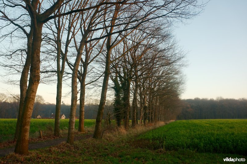 Dreven bij zonsondergang