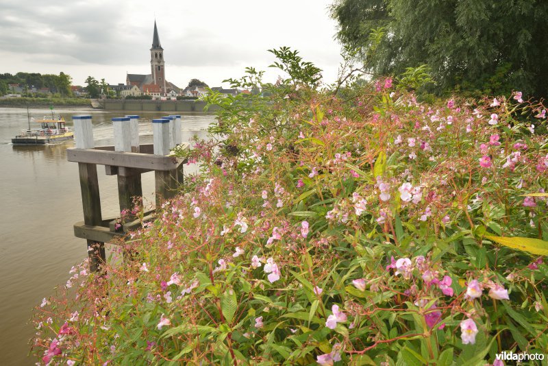 Kleine Wal