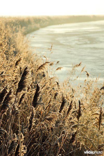 Natuurreservaat Uitkerkse Polders