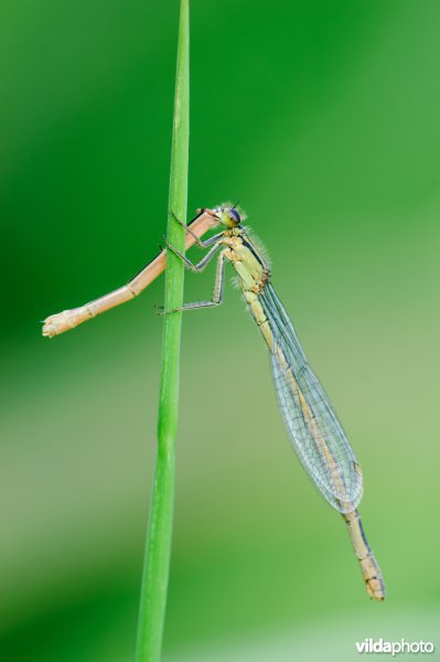 waterjuffer eet het achterlijf van een andere waterjuffer