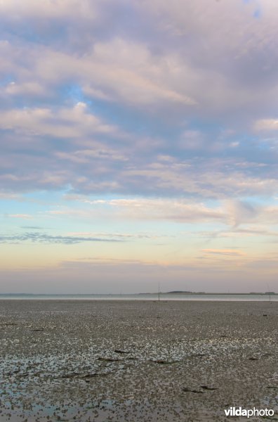 Laag water in de Oosterschelde 