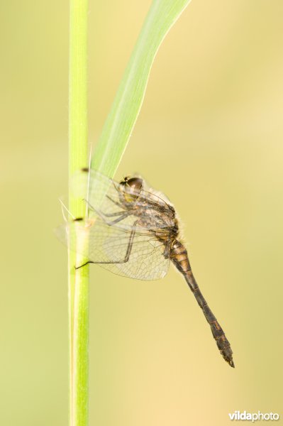 Zwarte heidelibel