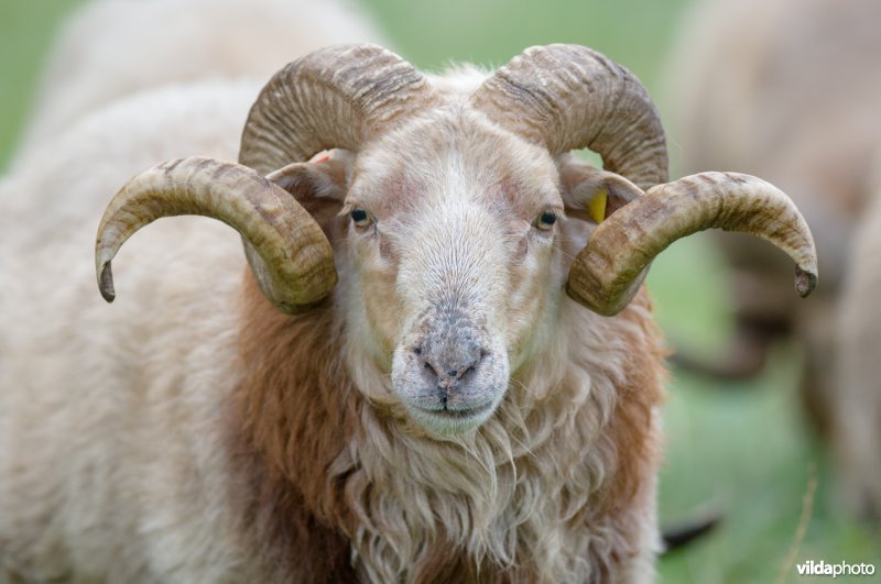 Ram Drentsch Heideschaap