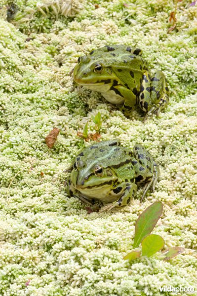 Groene kikkers rusten op veenmos