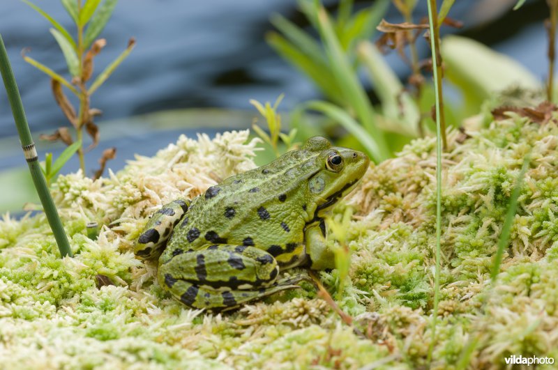 Groene kikker rust op veenmos