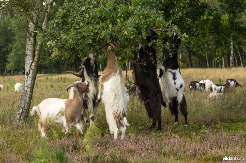 Begrazing met geiten