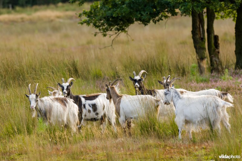 Begrazing met geiten