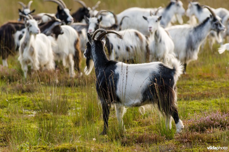 Begrazing met geiten