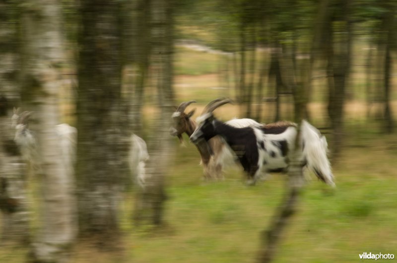 Begrazing met geiten