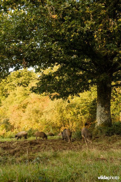 Wilde zwijnen op zoek naar eikels in bosrand