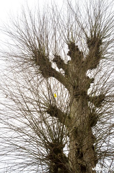 Gekandelaberde Hollandse linde