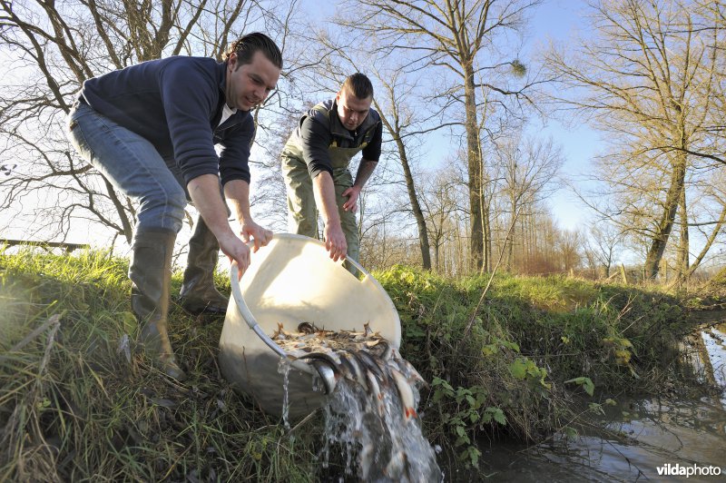 Uitzetting van blankvoorn