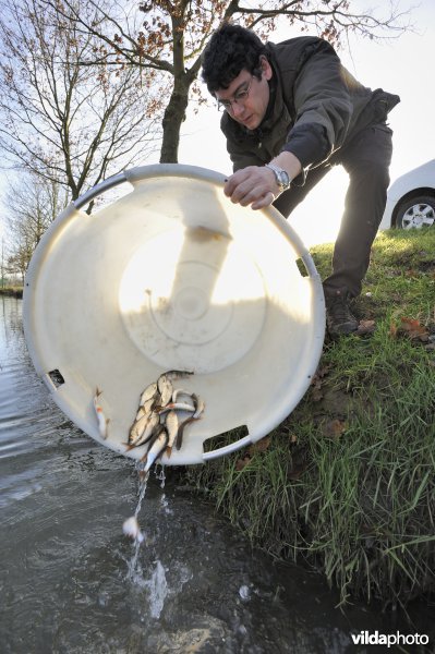 Uitzetting van blankvoorn