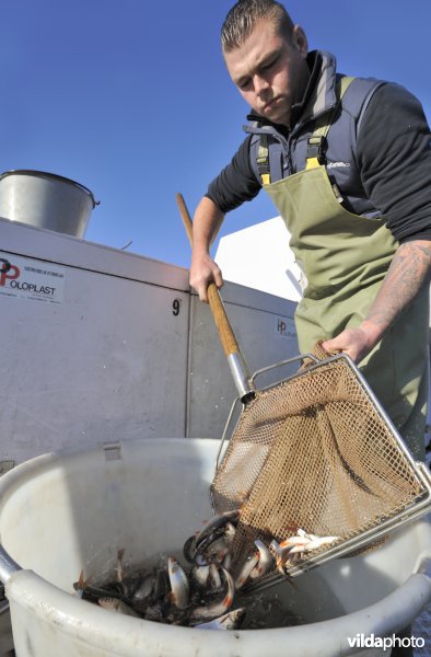 Uitzetting van blankvoorn