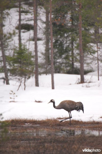 Kraanvogel in Zweden