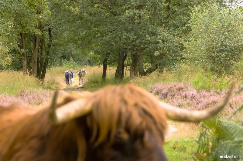Wandelaars in De Meinweg gezien over het hoofd met horens van een Schotse Hooglander