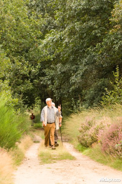 Wandelaars in De Meinweg Nationaal Park luisteren naar vogels