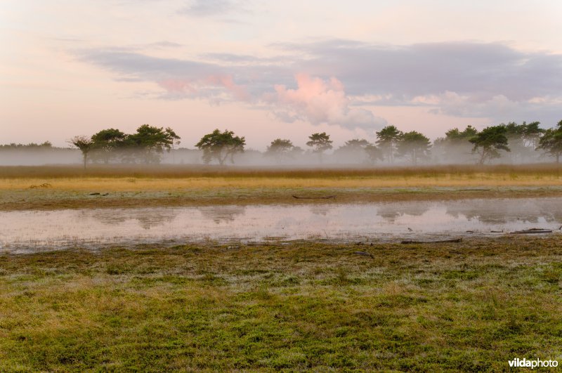 Ochtendnevels op de Kalmthoutse Heide