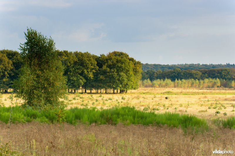 Landschap in Plantage Willem III Utrechtse Heuvelrug natinoaal park