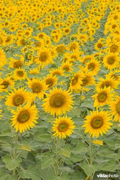 Veld Zonnebloemen