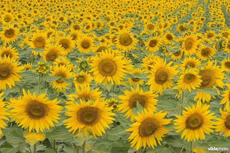 Veld Zonnebloemen