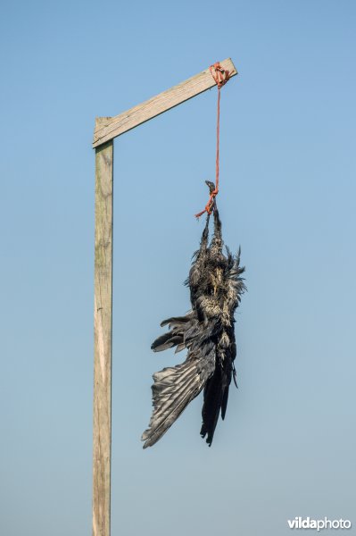 Zwarte kraai