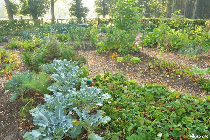 Ecologische moestuin