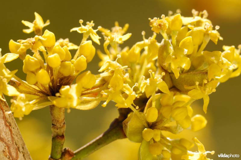 Gele kornoelje in bloei