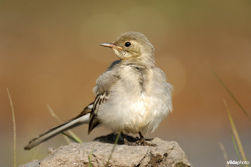 Juveniele Witte kwikstaart