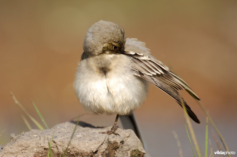 Juveniele Witte kwikstaart