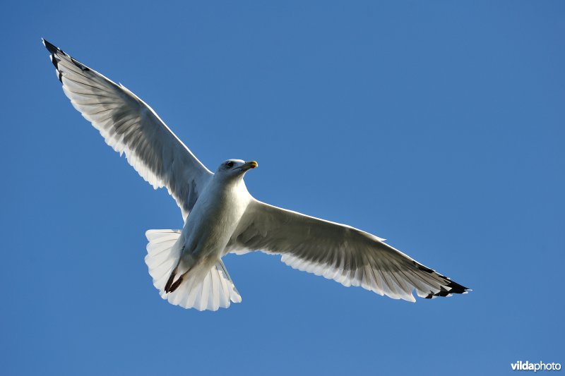 Zilvermeeuw in vlucht