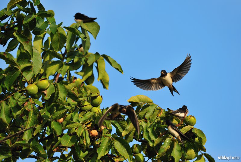 Aanvliegende Boerenzwaluw
