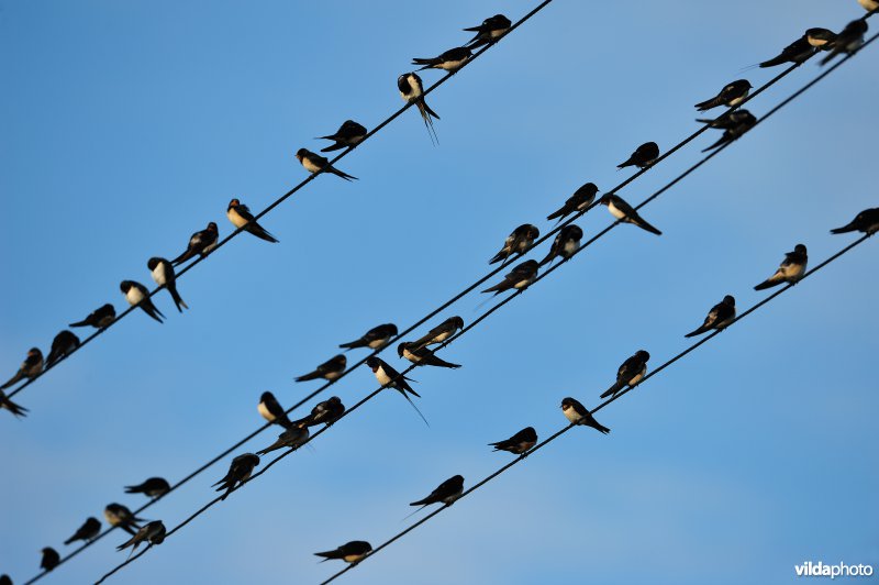 Boerenzwaluwen op elektriciteitsdraad