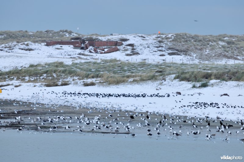 Rustende vogels in de IJzermonding