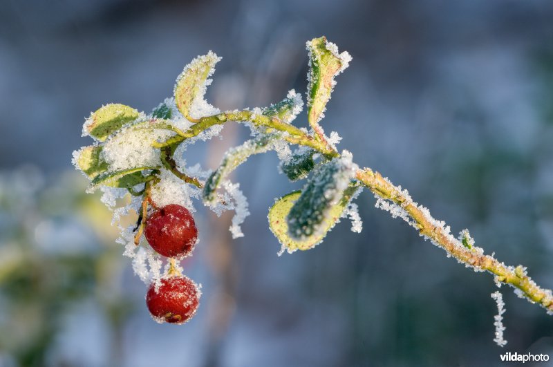 Berijpte rode bosbes