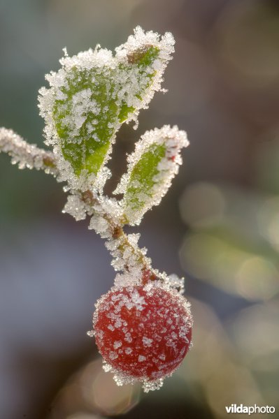 Berijpte rode bosbes