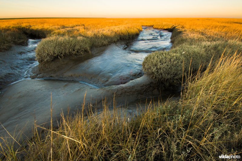 Een slenk in het schor van het Verdronken land van Zuid-beveland.