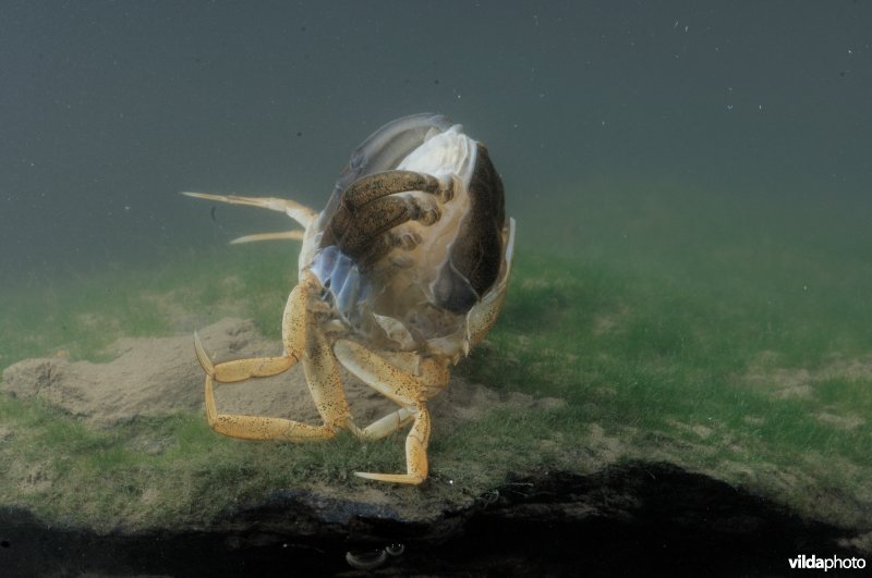 Vervellende wolhandkrab