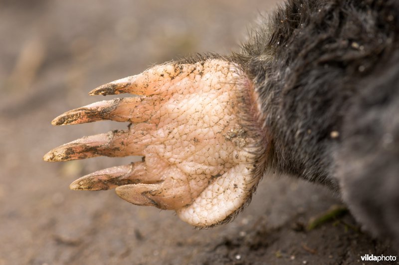 Graafpoot van een mol